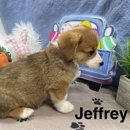 Jeffrey - Sable male Pembroke Welsh Corgi puppy in Apison, Tennessee from Ashmore Corgis