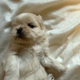Boy 1 - Cream and white male Shih Tzu puppy in Birch River, West Virginia from Karen's Shih Tzus