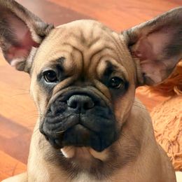 Dasha - Fawn female French Bulldog puppy in Clayton, California from Frenchie Luvbugs