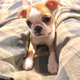 Boston Terrier Puppies from Normandy Boston Terriers