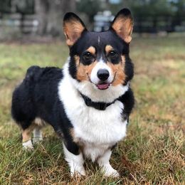 Pembroke Welsh Corgis and Russell Terriers from Rivermont Farm
