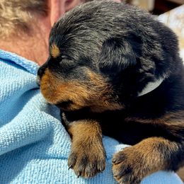 Rottweiler Puppies from Vom Bruderhof Rottweilers