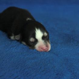 Emerald - Black and white female Pomsky puppy in Clarkston, Utah from Red Rock Ranch Breeders