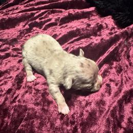 Stormy - Merle male Chihuahua puppy in Breese, Illinois from Casey's Chihuahuas