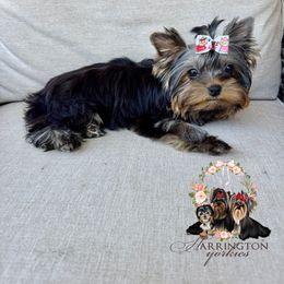Teacup Pixie - Black and tan female Yorkshire Terrier puppy in Bloomingdale, Georgia from Harrington Yorkies