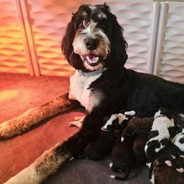 Bernedoodles and Goldendoodles from Edmond Doodles, LLC