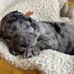 Orange - Merle male Goldendoodle puppy in Hesperia, Michigan from Red Acres Poodles & Doodles
