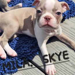 MILA SKYE Girl 2 (4th born) - Lilac female Boston Terrier puppy in Versailles, Indiana from Benhams Bostons