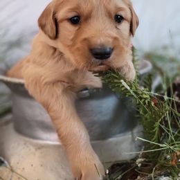 Golden Retriever Puppies from Loeffelholz Family Golden Retrievers