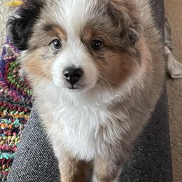 Toy Australian Shepherds from Toys with Tails