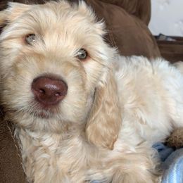 Goldendoodle Puppies from Cottage Companion Doodles