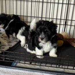 Vincent - Black and white male Havanese puppy in Apopka, Florida from Dunhill Havanese