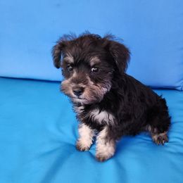Cuffs - Black and silver male Miniature Schnauzer puppy in Las Vegas, Nevada from Byrd's House