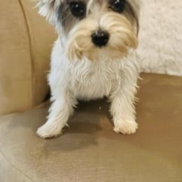 Arya - Biewer Terrier
