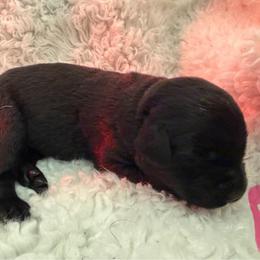 Girl 1 - Black female Labrador Retriever puppy in Reidsville, North Carolina from Wilson’s Pointers
