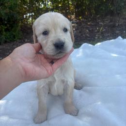 Red Collar Boy - Golden male Golden Retriever puppy in Salt Lake City, Utah from Deseret Peak Goldens