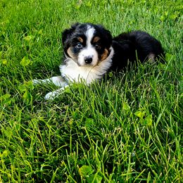 Australian Shepherd Puppies from Groveland's Haus of Aus