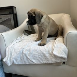 Mastiff Puppies from MLJ Mastiffs Florida