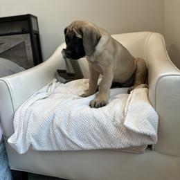 Mastiff Puppies from MLJ Mastiffs Florida