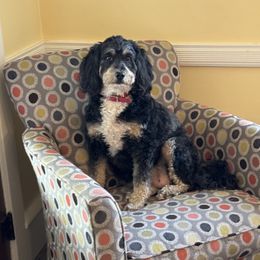 Tulip - Bernedoodle