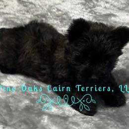 Em - Brindle female Cairn Terrier puppy in Andalusia, Alabama from Pine-Oaks Cairn Terriers, LLC