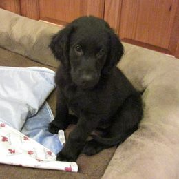 Flat-Coated Retriever Puppies from Beacon's Flat-Coated Retrievers