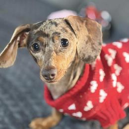 Molly - Dachshund