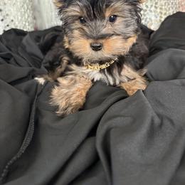 Yorkshire Terrier Puppies from Lavish Yorkies