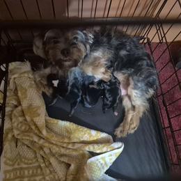 Yorkshire Terrier puppies from Lee's Puppies