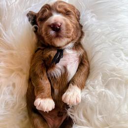 Cruz - Red  male Goldendoodle puppy in Pine Grove, California from Lundee Doodles