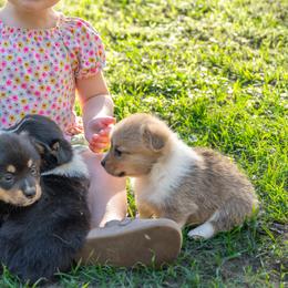 LUCIEN - RED BOY - Red male Pembroke Welsh Corgi puppy in Keene, Texas from Texas Fluff Butts and Friends