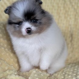 Ken - Blue merle male Pomeranian puppy in Coleman, Oklahoma from Pretty Poms