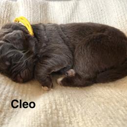 Cleo - Brown female Newfoundland puppy in Goodhue, Minnesota from Claypits Newfoundlands