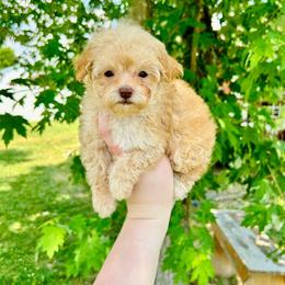 Mal-Shi, Maltese, Maltipoo, and Poodle Puppies from Paw Perfect Pets