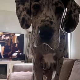 Great Dane Puppies from Andrea Aldrich's Great Danes