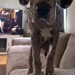 Great Dane Puppies from Andrea Aldrich's Great Danes