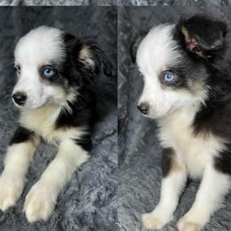 Panda - Black tri female Miniature Australian Shepherd puppy in Hokes Bluff, Alabama from Alegria Toy Aussies