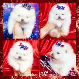 Ophelia - White female Pomeranian puppy in Anna, Texas from Fantasy Pomeranians & Fantasy Aussies