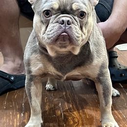 French Bulldogs and Yorkshire Terriers from Roxy & Co.