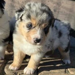 Merle - Red merle male Australian Shepherd puppy in Nezperce, Idaho from Willow Creek Farm