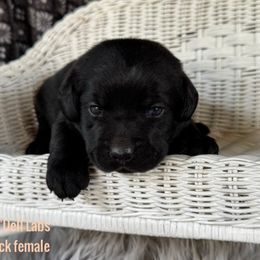 Waikiki - Black female Labrador Retriever puppy in Sullivan, Missouri from O’Dell Labs