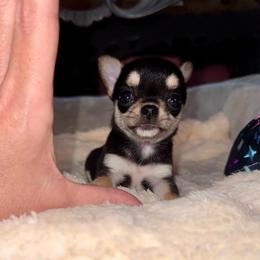 Licorice 8000 - Black and tan female Chihuahua puppy in Naples, Florida from Naples Tiny Dogs