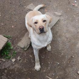Buck - Yellow male Labrador Retriever puppy in Robesonia, Pennsylvania from Red Fox Mountain