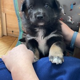 Lapponian Herder Puppies from Onnellinen Kennels Lapponian Herders