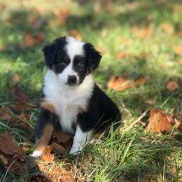 Reserved - Black tri female Miniature Australian Shepherd puppy in Greenville, South Carolina from QC Homestead Miniature Australian Shepherds