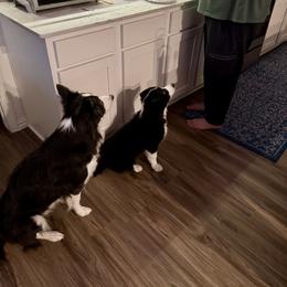 American Corgi and Border Collie Puppies from Duncan's Border Collies and Corgis