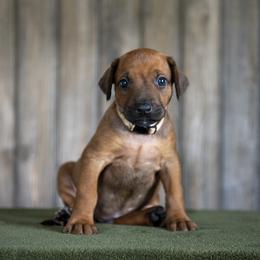 Miss White - Rd whtn blk nose female Rhodesian Ridgeback puppy in Hillman, Minnesota from Rhoxwood Kennel