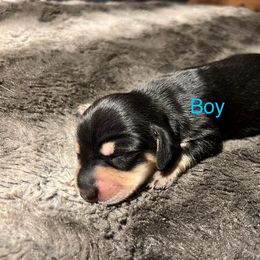 Dachshund Puppies from Chamberlains Doxie