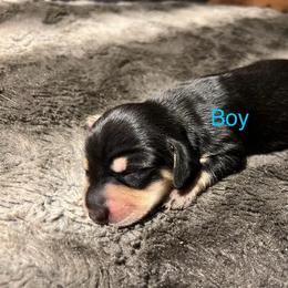 Dachshund Puppies from Chamberlains Doxie