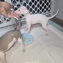 Italian Greyhound and Weimaraner Puppies from Quality Italian Greyhounds
